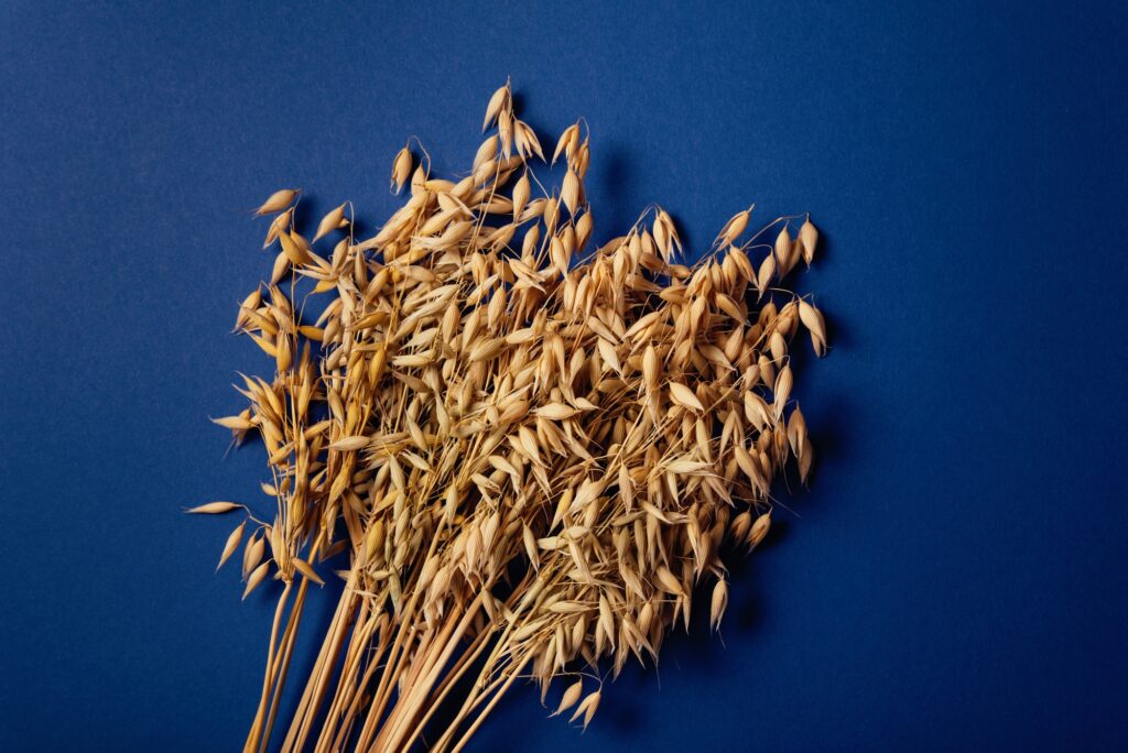 Golden Harvest of oats Ears on Blue
