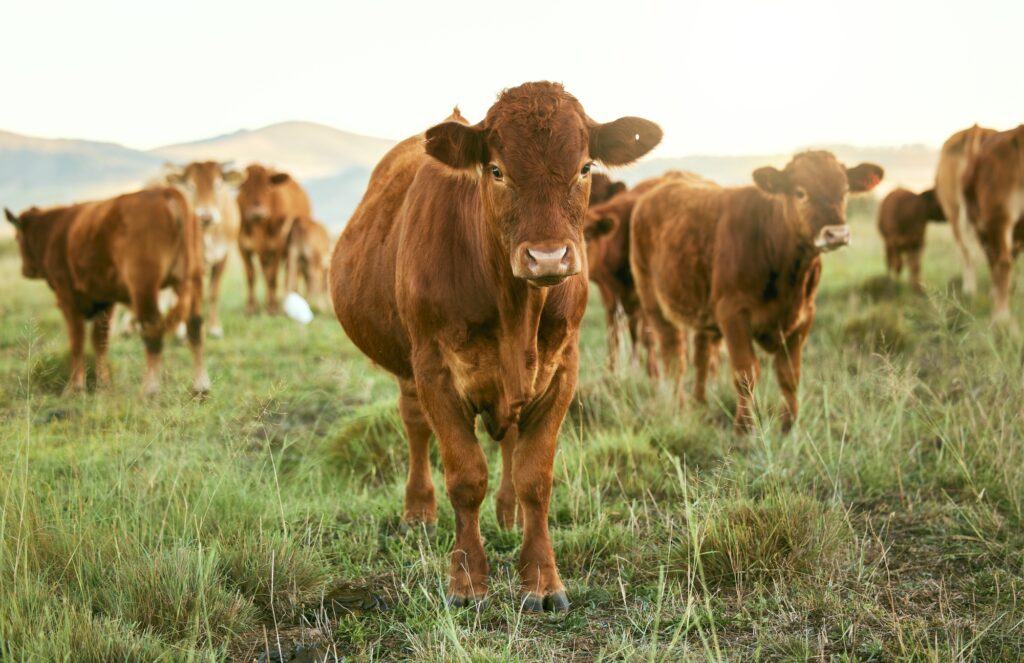 Group of cows, grass or farming landscape in countryside pasture, sustainability environment or Sou