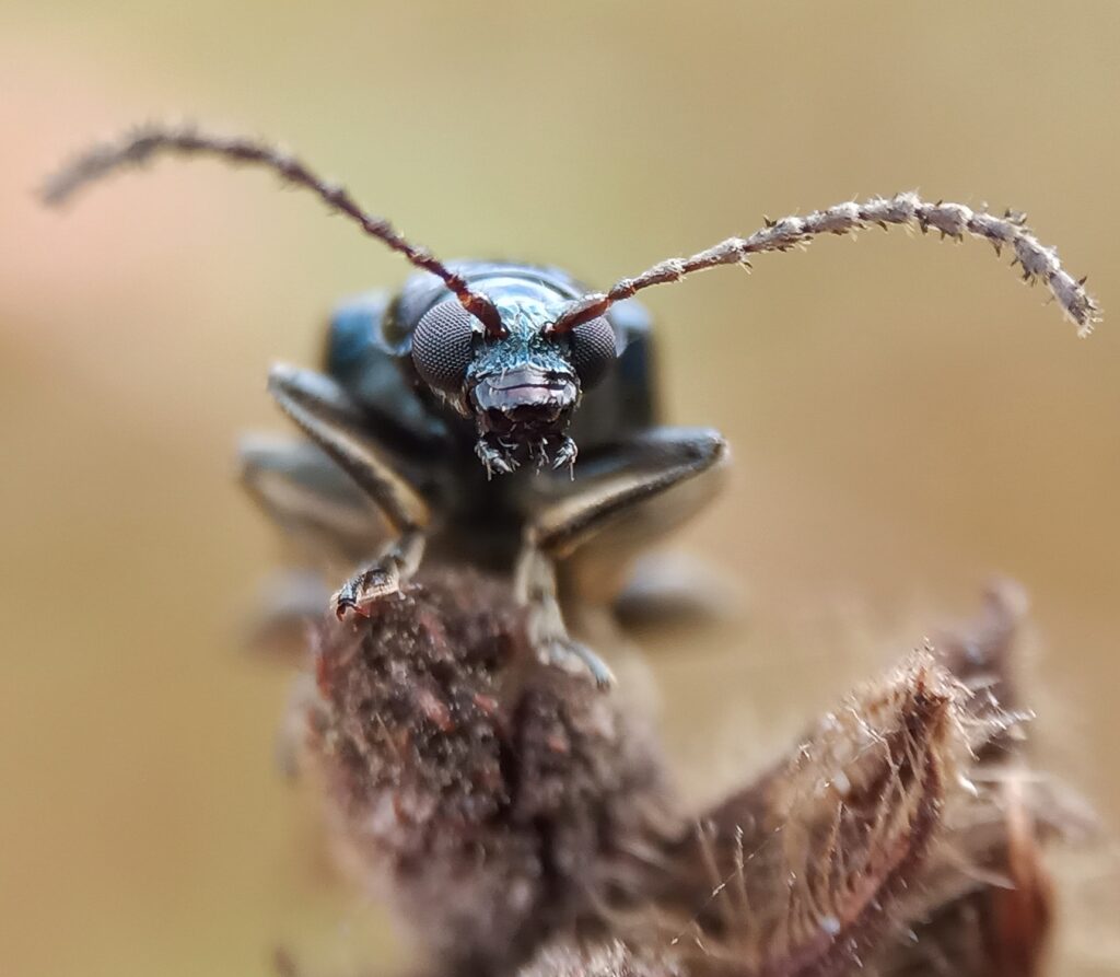Insect