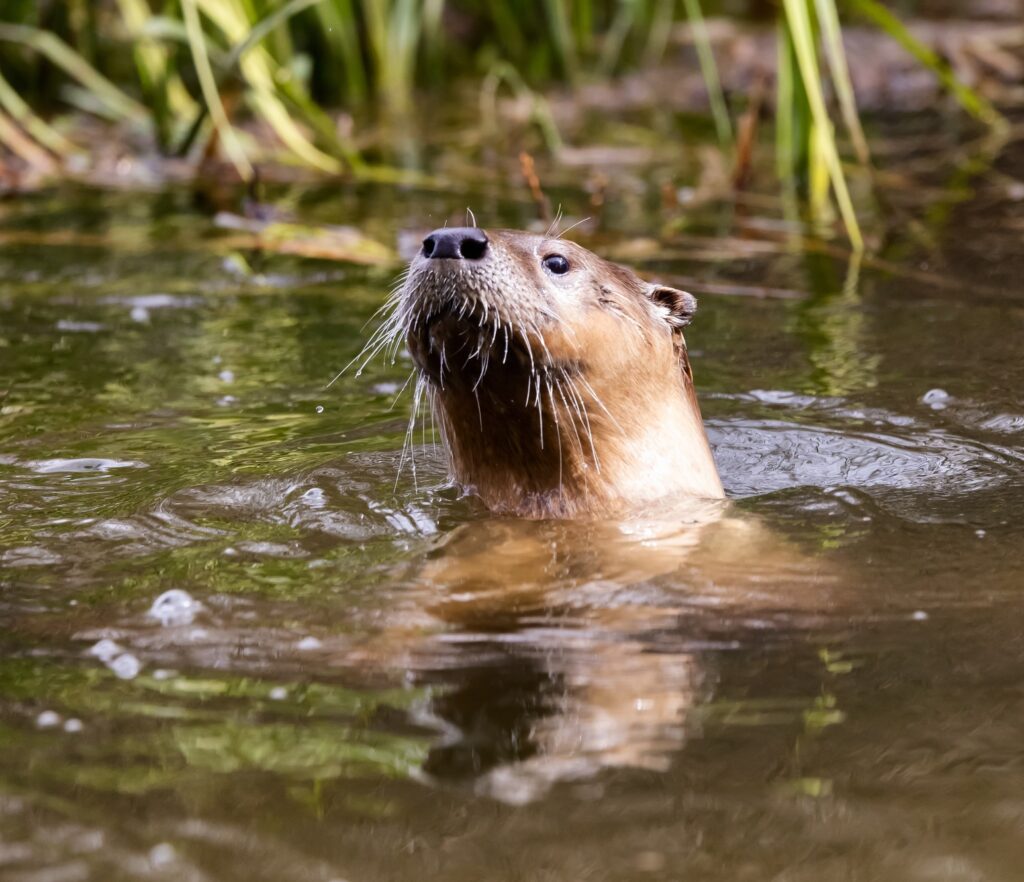Otter swimming in a river. Grand Teton National Park